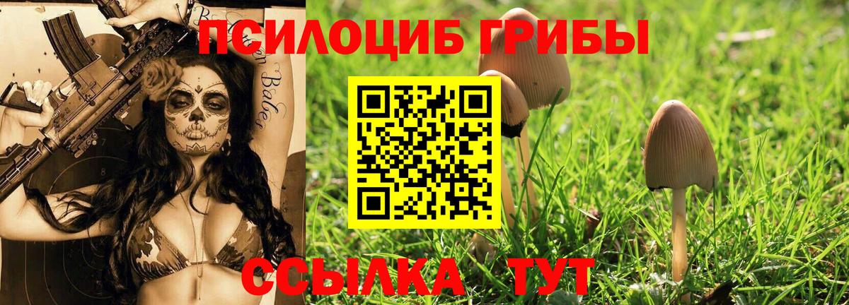 купить  сайты  Псилоцибиновые грибы Psilocybe  Шали  Галлюциногенные грибы Cubensis 